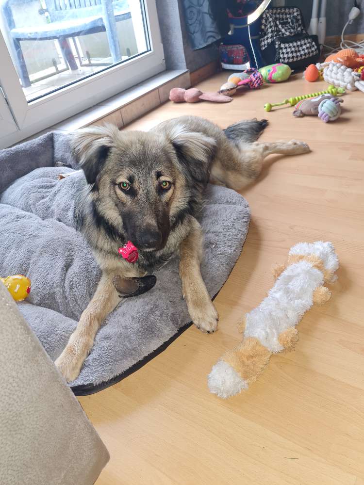 Hundetreffen-Gassirunden mit anderen Hunden-Profilbild