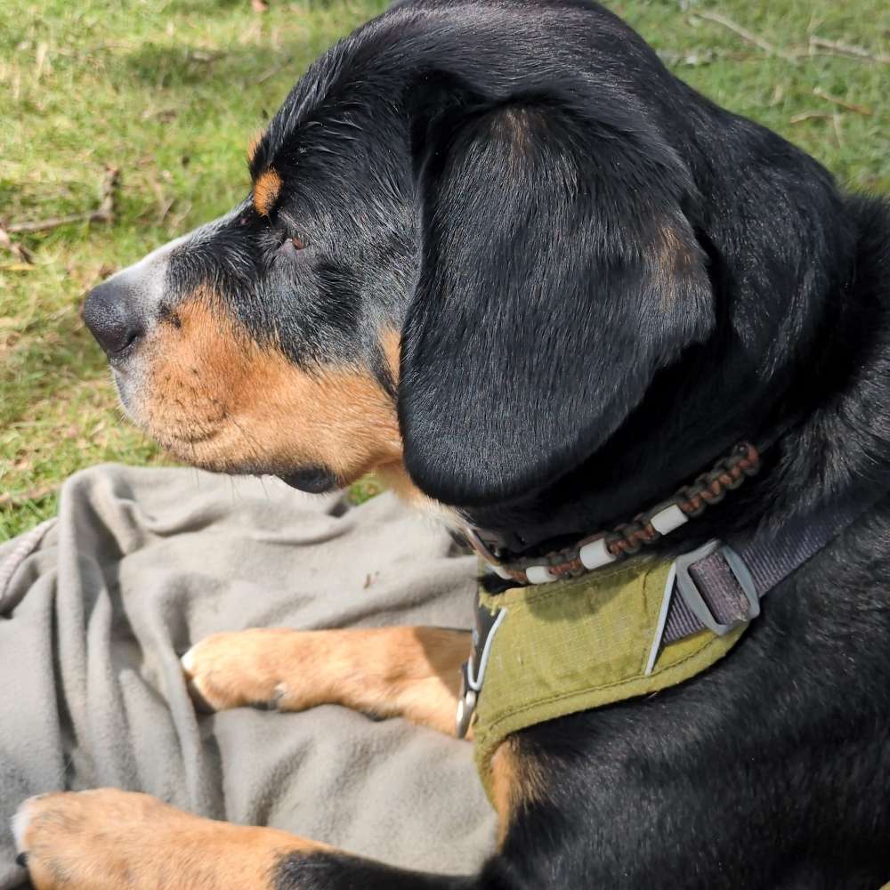 Giftköder-Giftköder-Profilbild