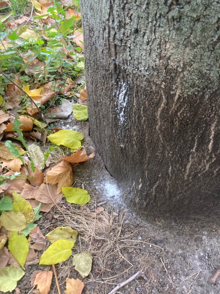 Giftköder-White Powder on a tree-Profilbild