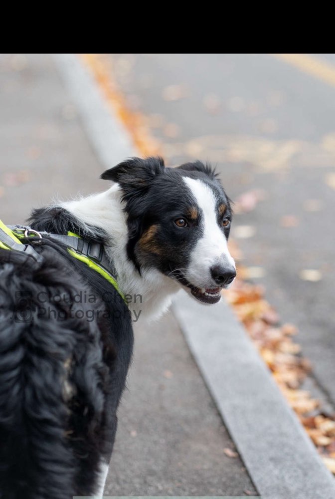 Hundetreffen-Playdate or dog walk in Zurich-Profilbild