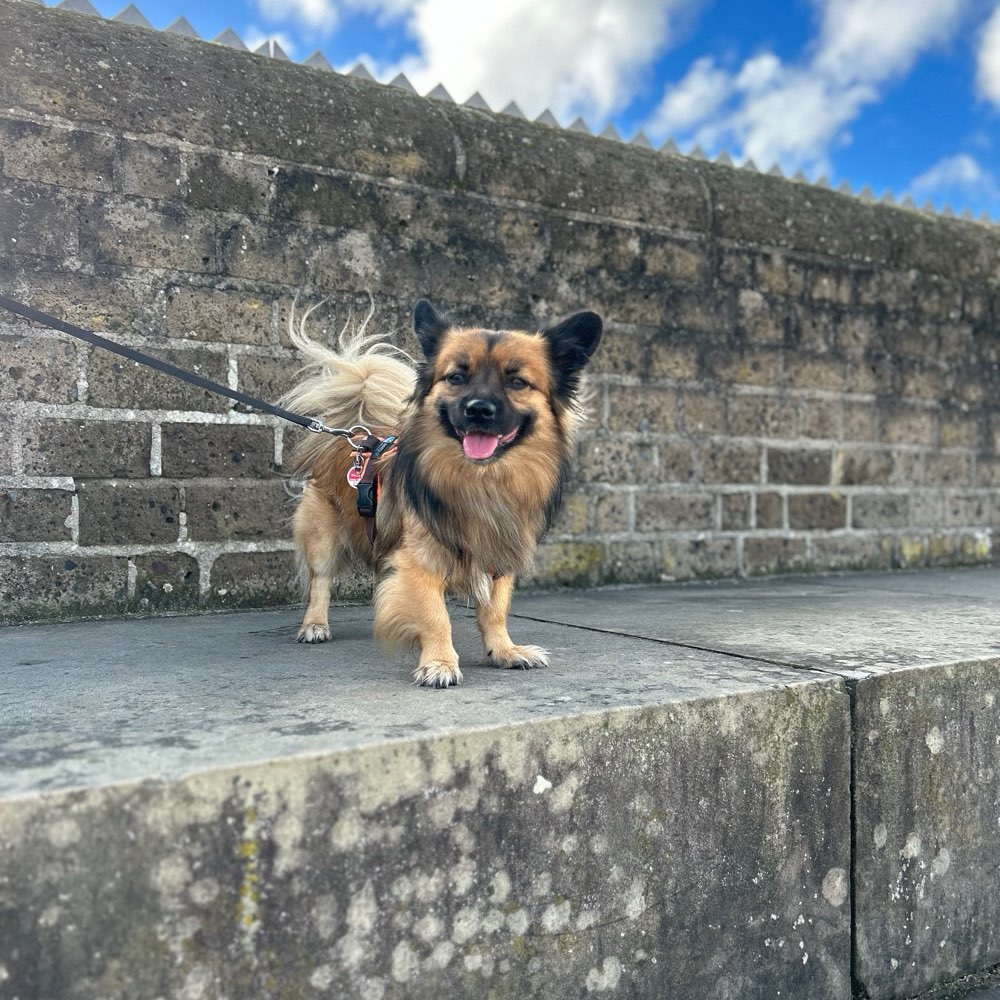 Hundetreffen-Gassipartner zum spielen und quatschen wird gesucht  😊-Profilbild