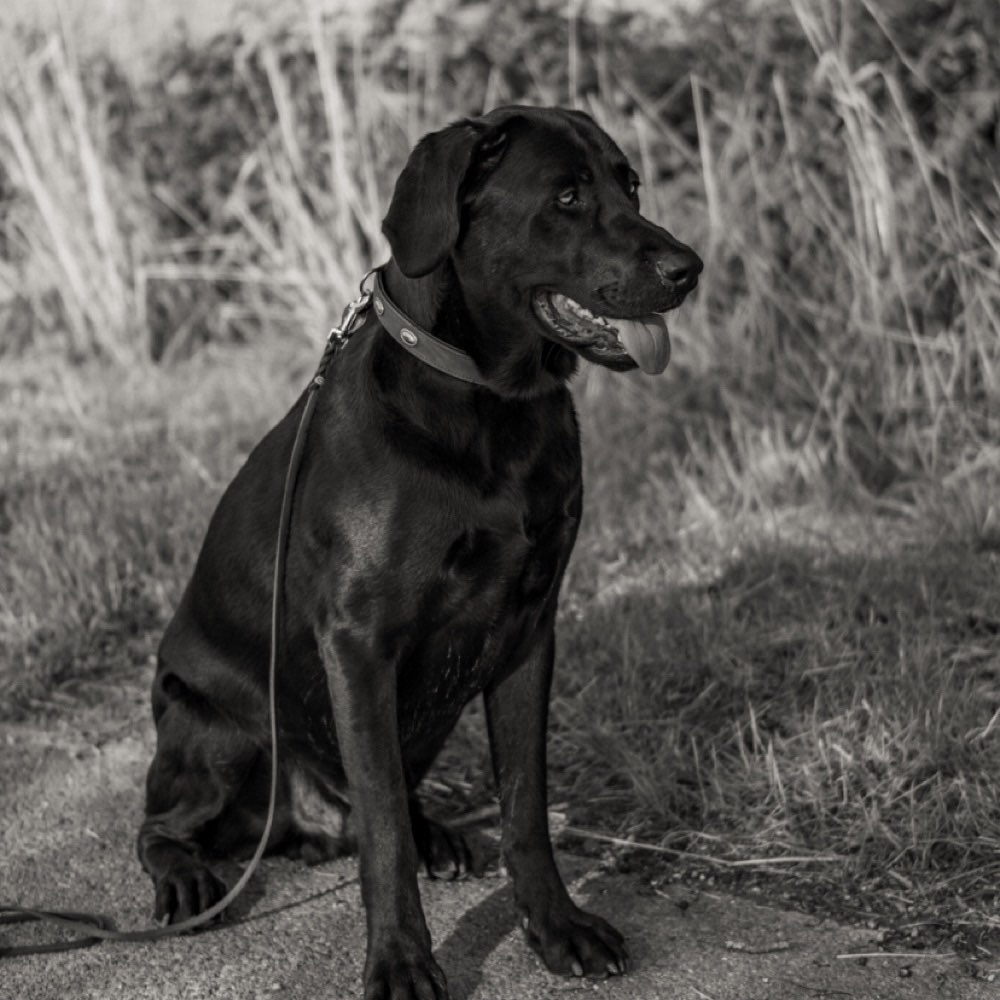 Hundetreffen-Gassi -/ Spieltreffen :)-Profilbild