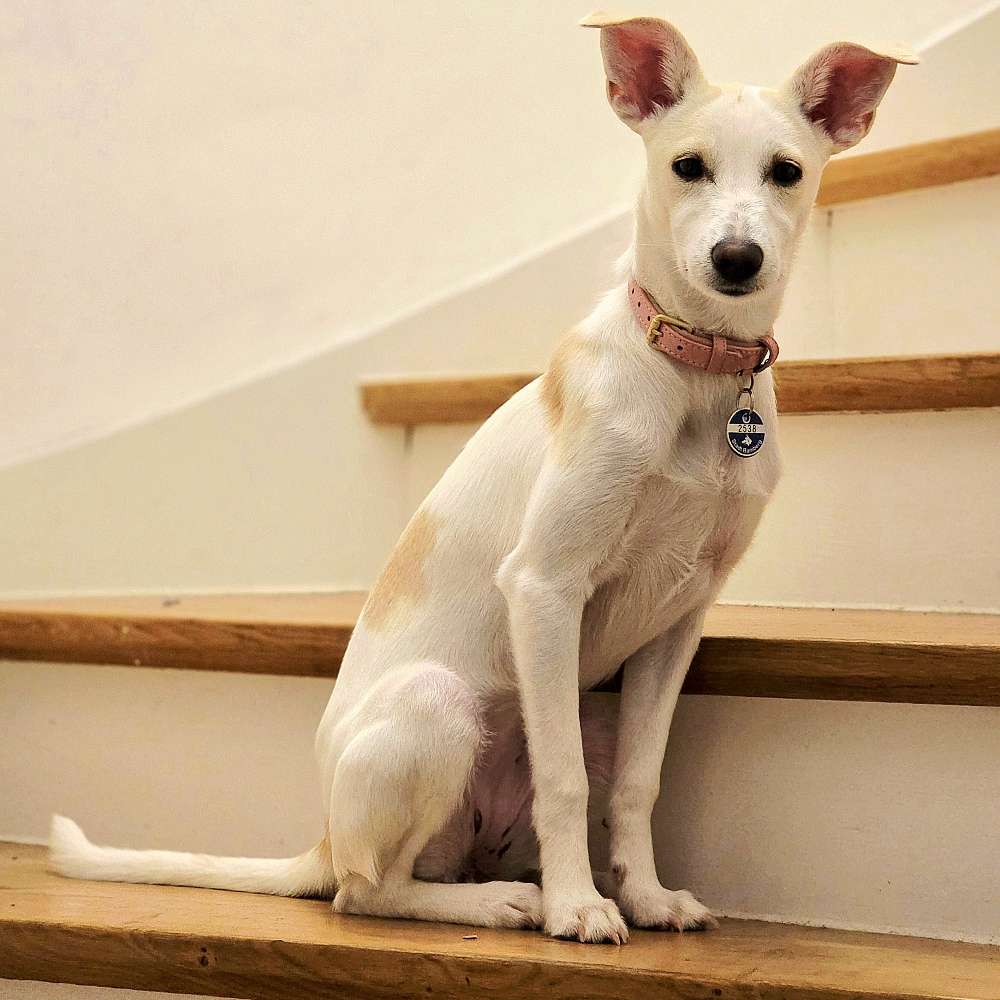 Hundetreffen-Hundefreunde gesucht :)-Profilbild