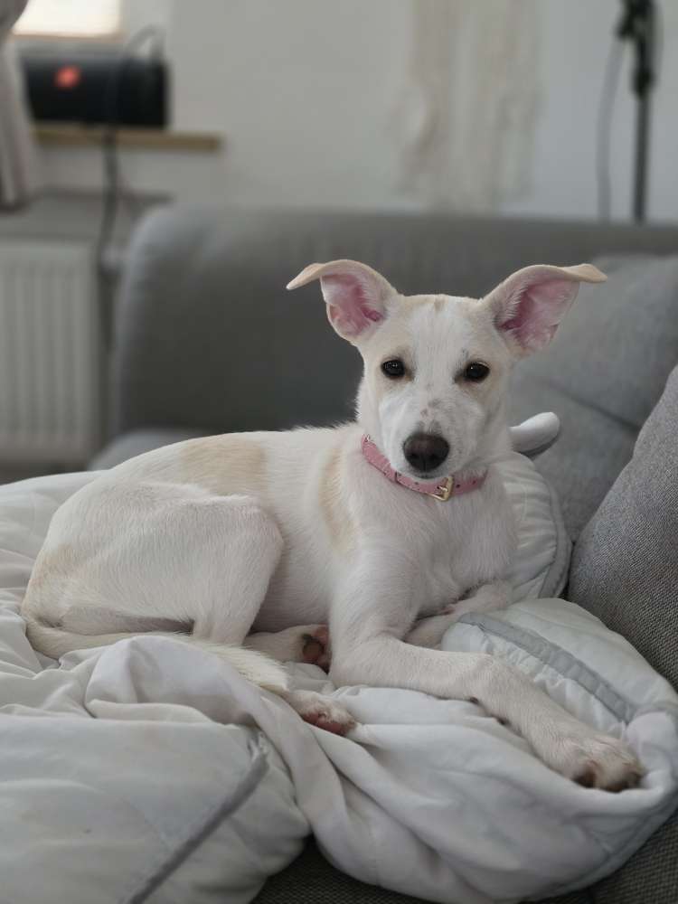 Hundetreffen-Welpen treffen-Profilbild
