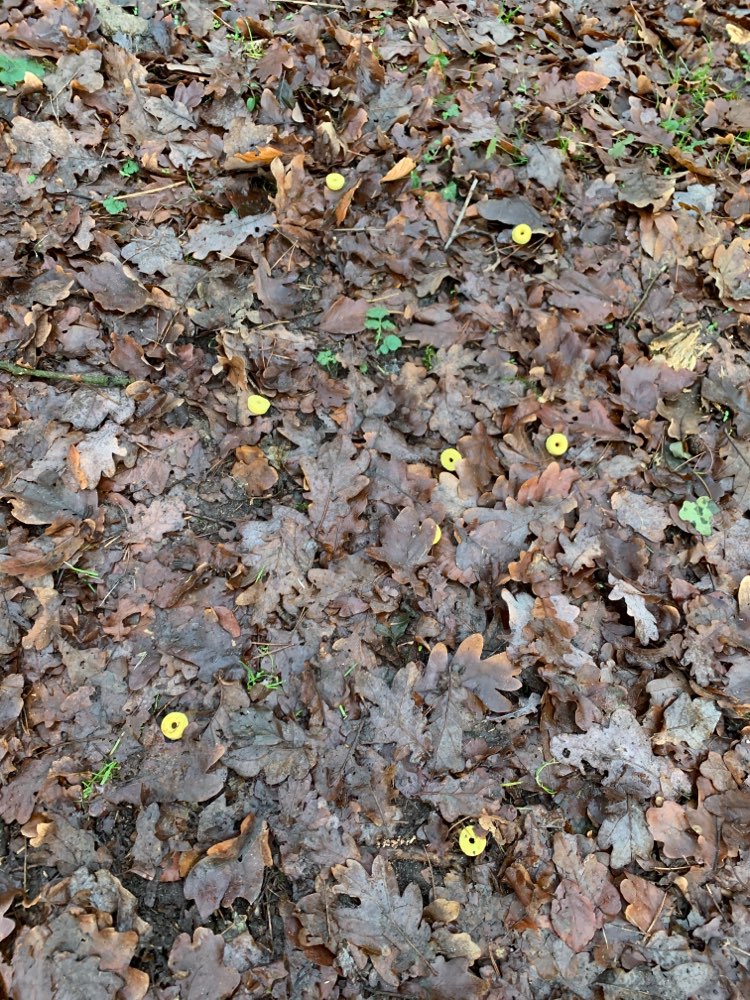 Giftköder-Eventuell Giftköder-Profilbild