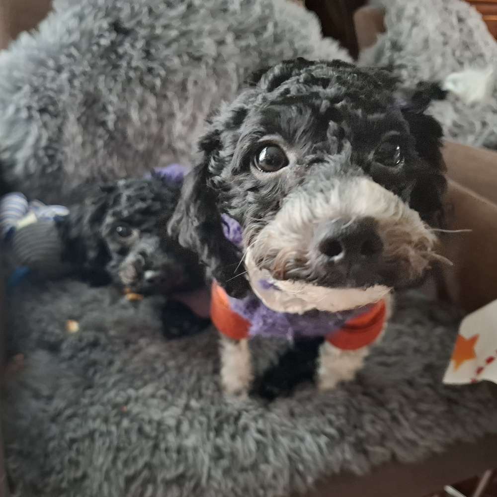 Hundetreffen-Social Walk/ Gassi Freunde-Profilbild