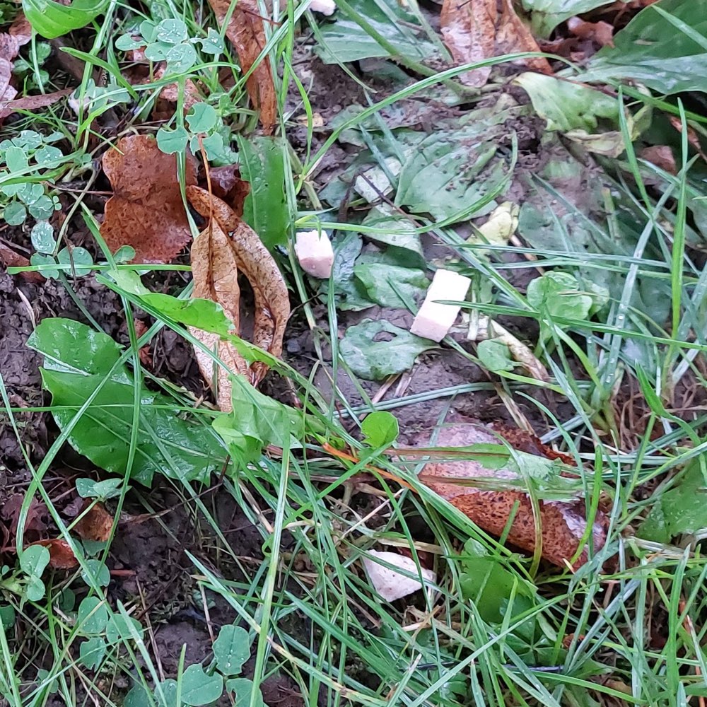 Giftköder-Giftköder-Profilbild