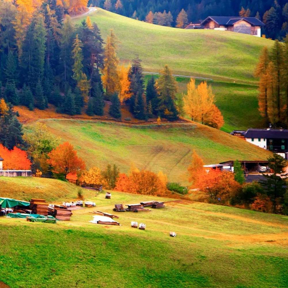 Hundetreffen-Gemeinsames Spazieren gehen und Welpen treffen-Profilbild