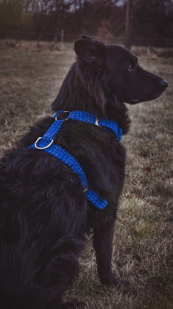 Hundetreffen-Gassi Freunde gesucht-Profilbild