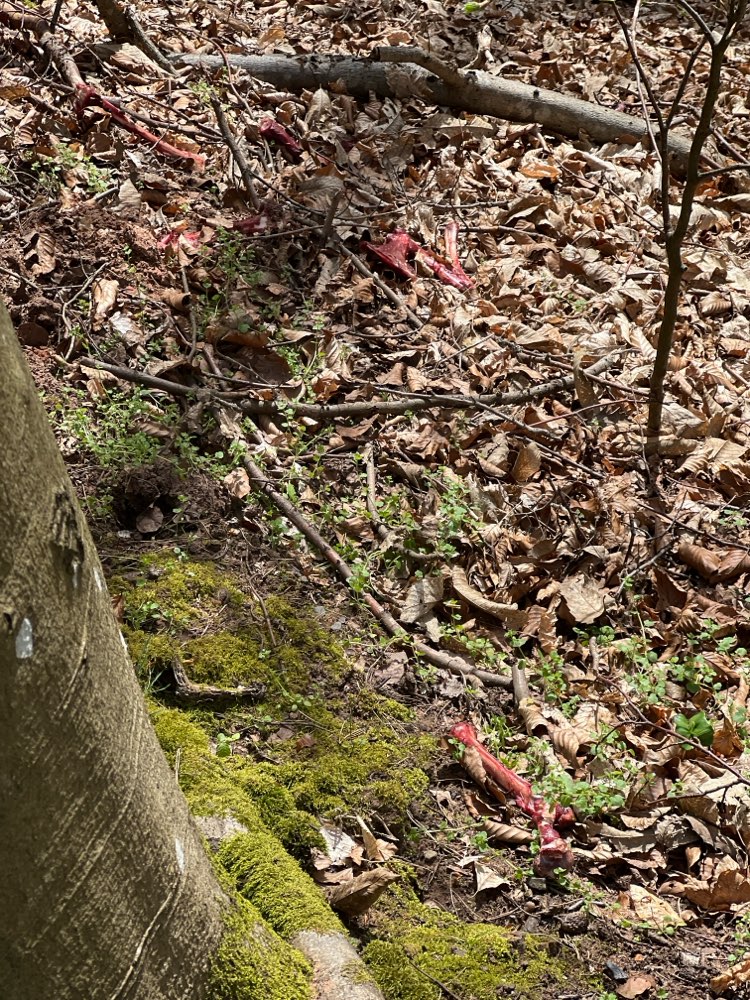 Giftköder-Kadaver-Profilbild