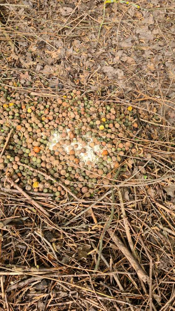 Giftköder-Mögliche Giftköder-Profilbild