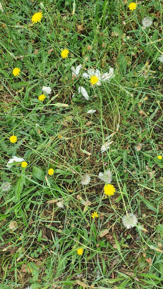 Giftköder-3 tote Küken und Toastbrot verstreut-Profilbild