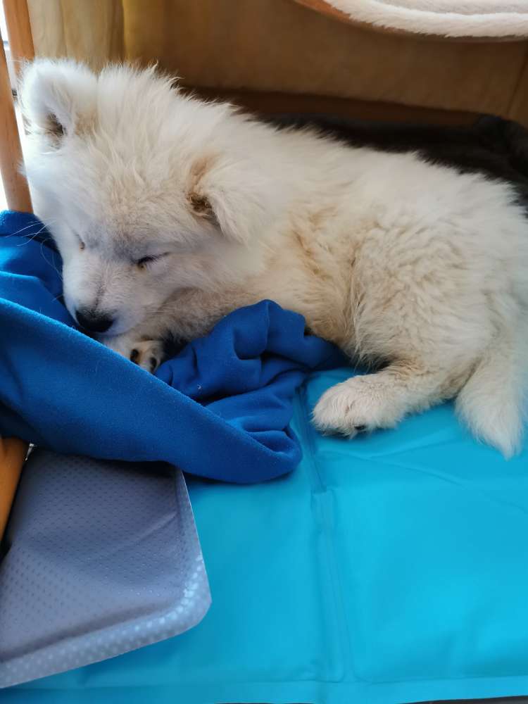 Hundetreffen-Welpen treff am Entenfang-Profilbild