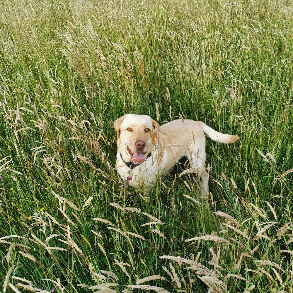 Hundetreffen-Spielen-Profilbild