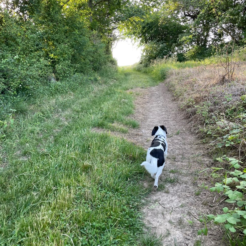 Hundetreffen-Wandern rund um mayen Koblenz-Profilbild