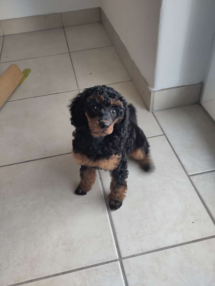 Hundetreffen-Welpentreffen kleine Hunde-Profilbild