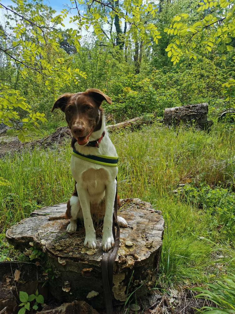 Hundetreffen-Gassirunde mit kleinen Trainingseinheiten-Profilbild