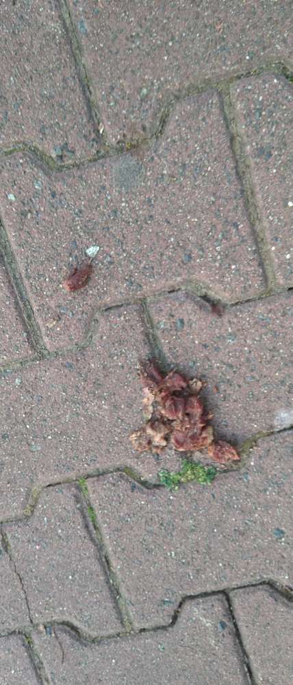 Giftköder-fleischstückchen vor mertonspassage-Profilbild