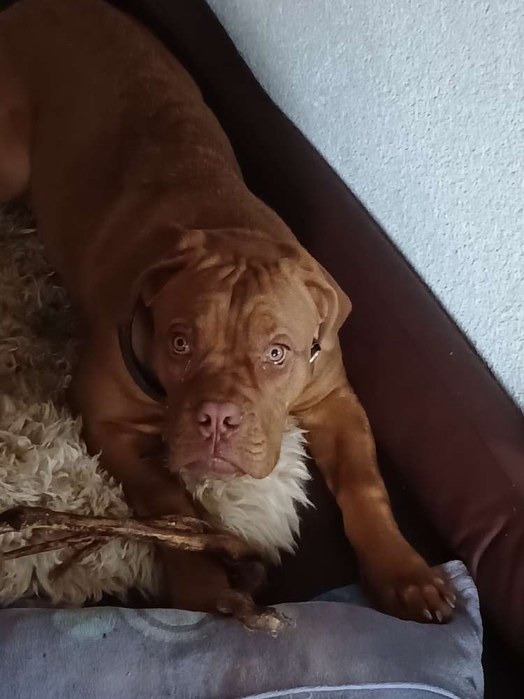 Hundetreffen-Gassi gehen mit Hunden aller Altersklassen-Profilbild