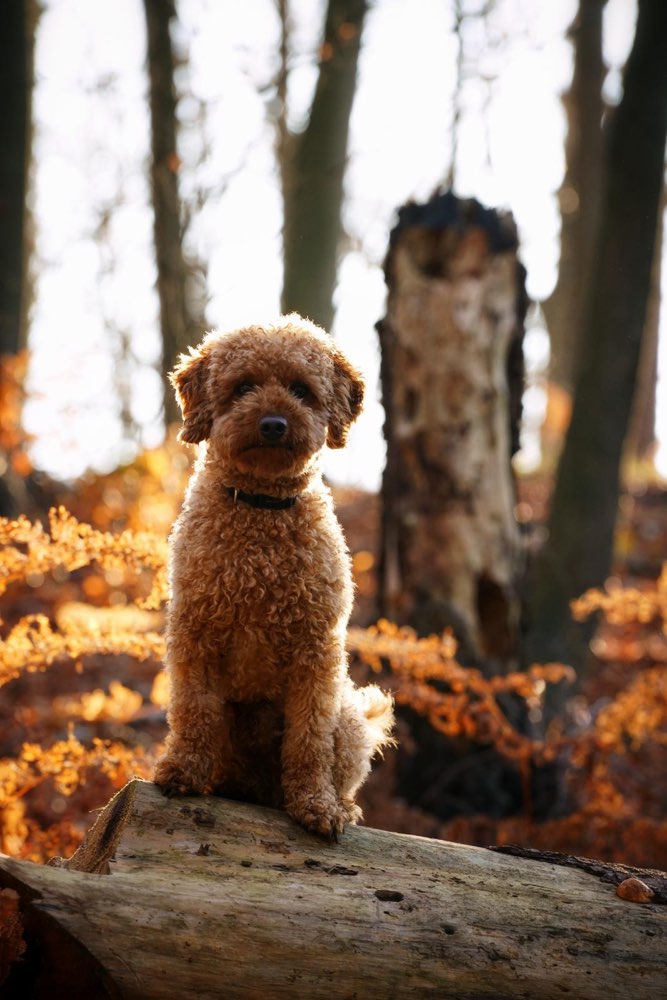 Hundetreffen-Suche ruhige Hunde für gemeinsame Spaziergänge-Profilbild