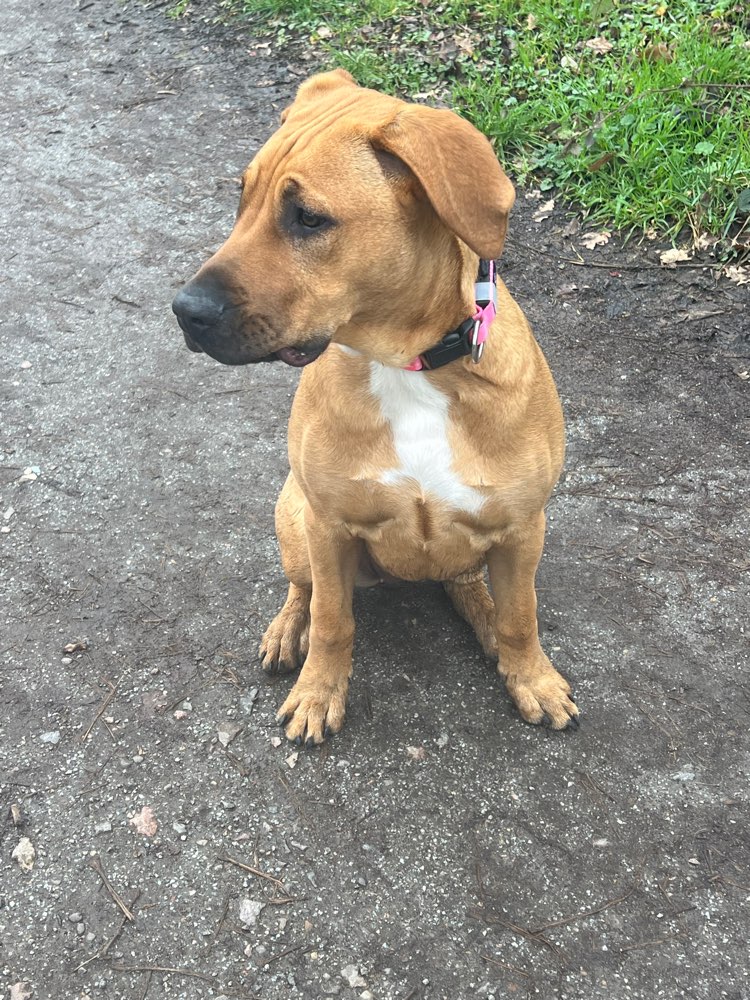 Hundetreffen-Gassi Treff, toberunden-Profilbild