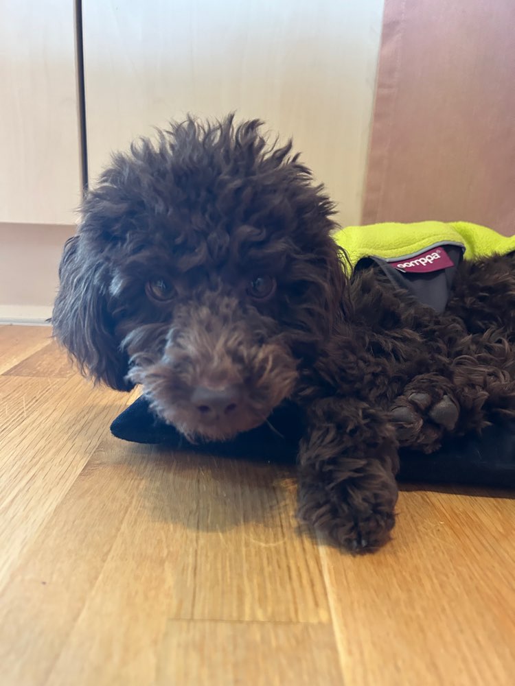 Hundetreffen-Welpen Junghund Treffen-Profilbild