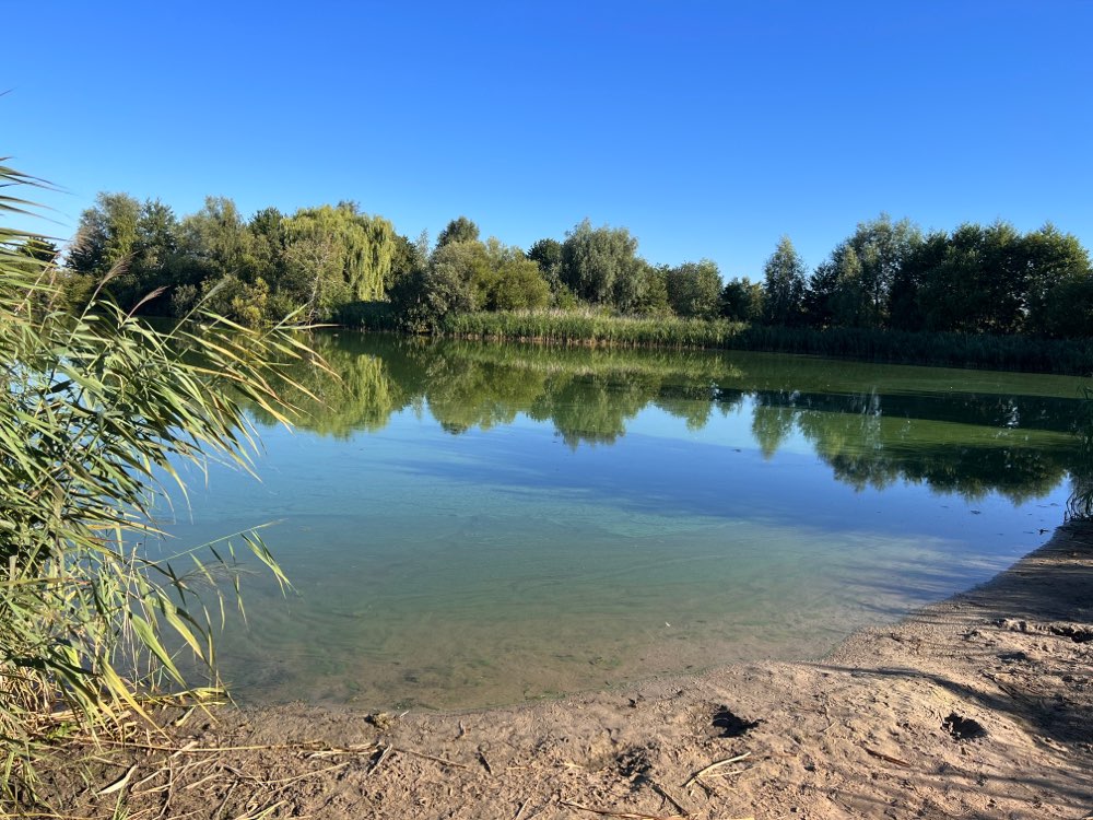 Giftköder-Blaualgen im Westensee-Profilbild