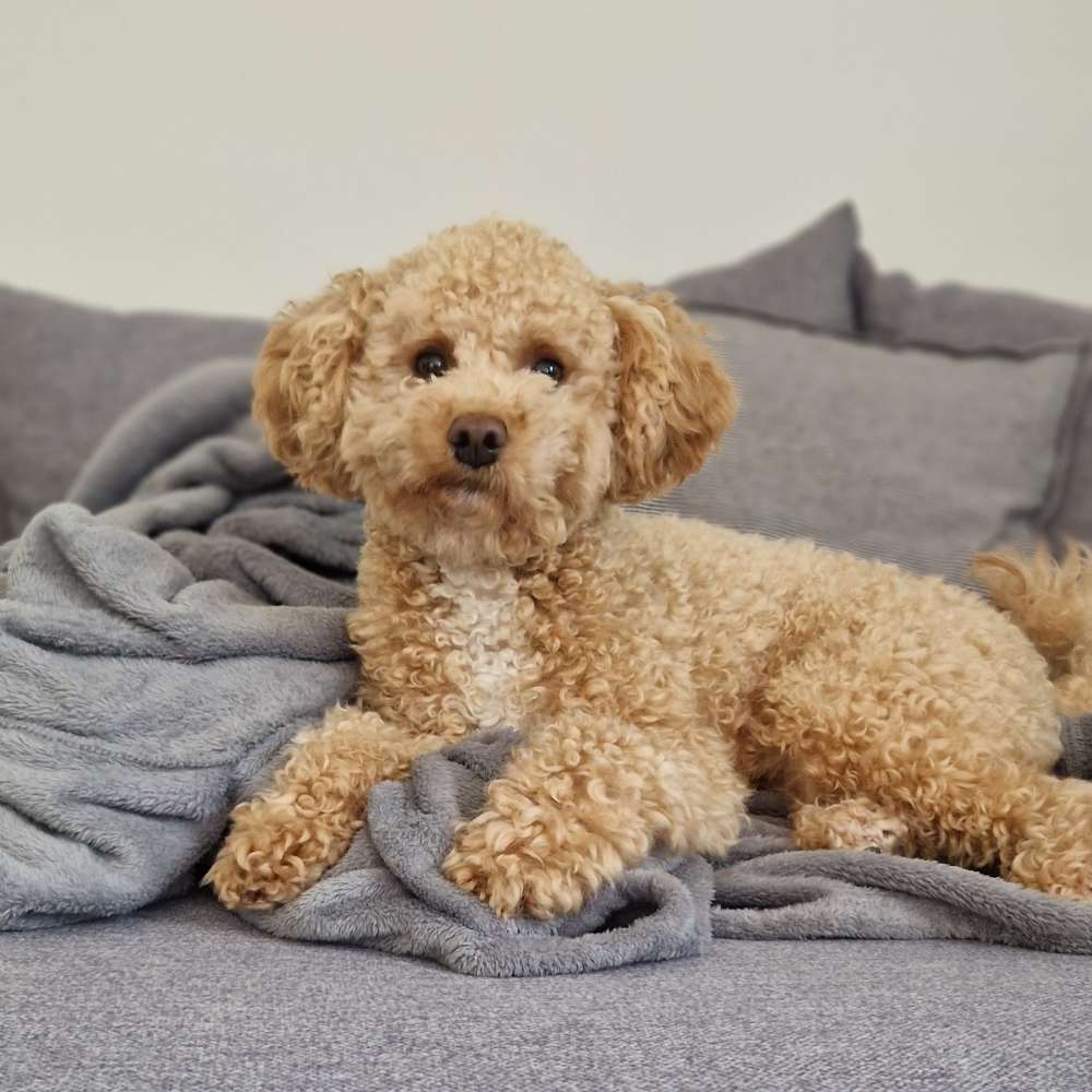 Hundetreffen-Spiel- und Trainingspartner-Profilbild