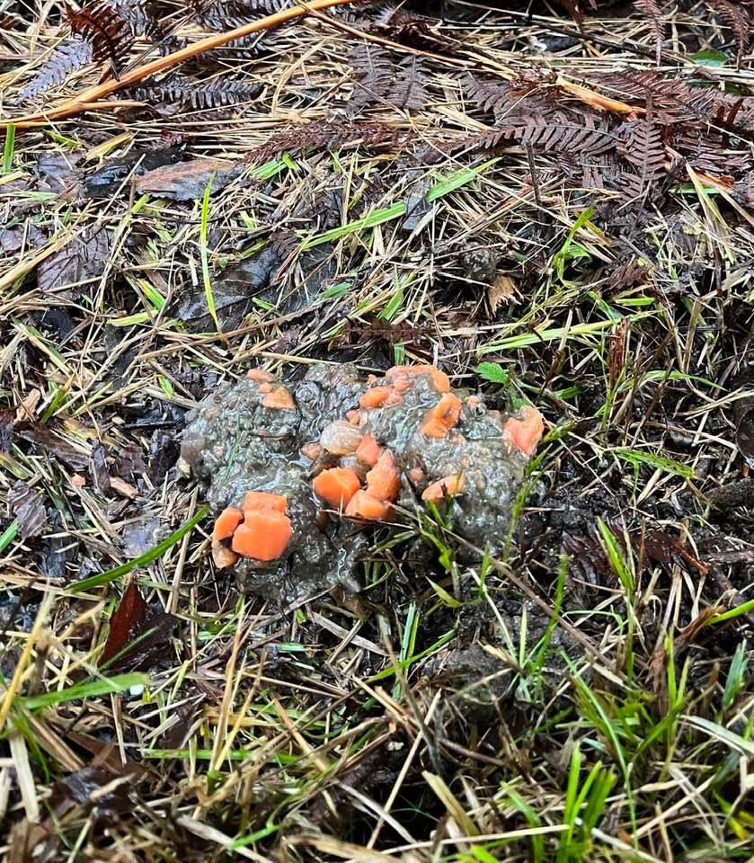 Giftköder-Giftköder beim Teich nähe Waldhütte-Profilbild