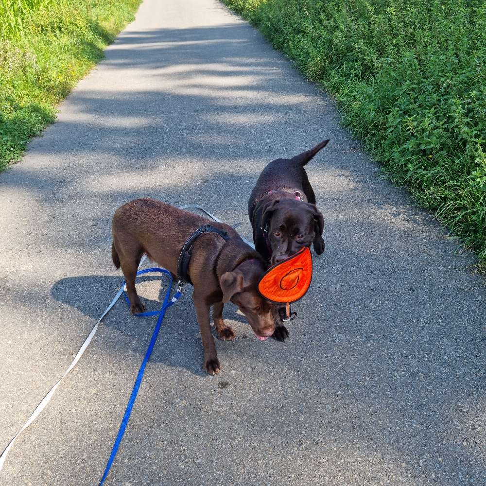 Hundetreffen-Sheila und Amelie suchen neue Spielfreunde und gemeinsam Gassi gehen-Profilbild