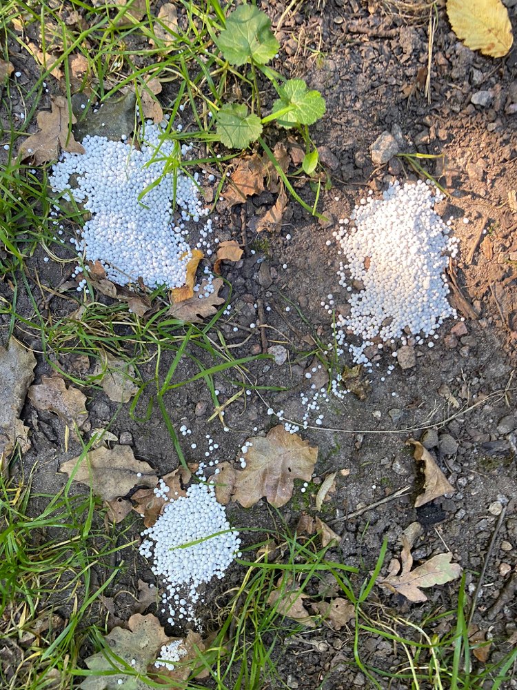 Giftköder-Wahrscheinlich Rattengift-Profilbild