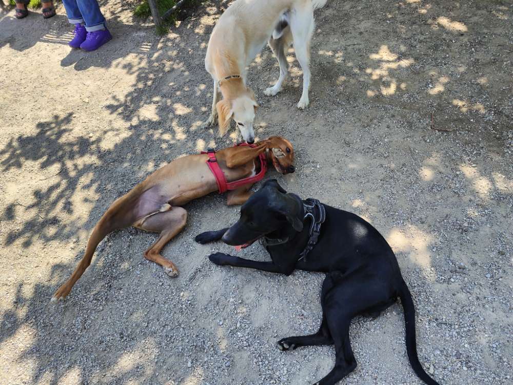 Hundetreffen-Playdates - Hundewiese Unterföhring-Profilbild