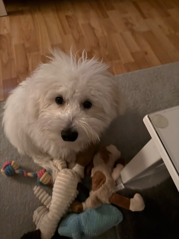 Hundetreffen-Spielkumpels-Profilbild