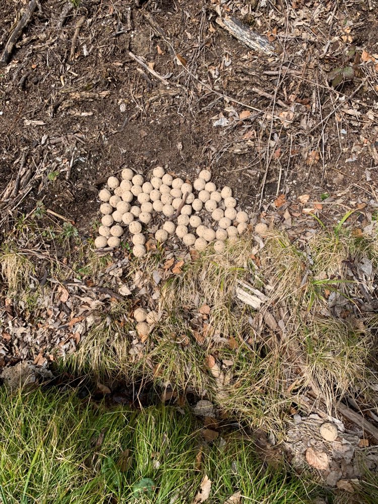 Giftköder-evtl. Giftköder-Profilbild