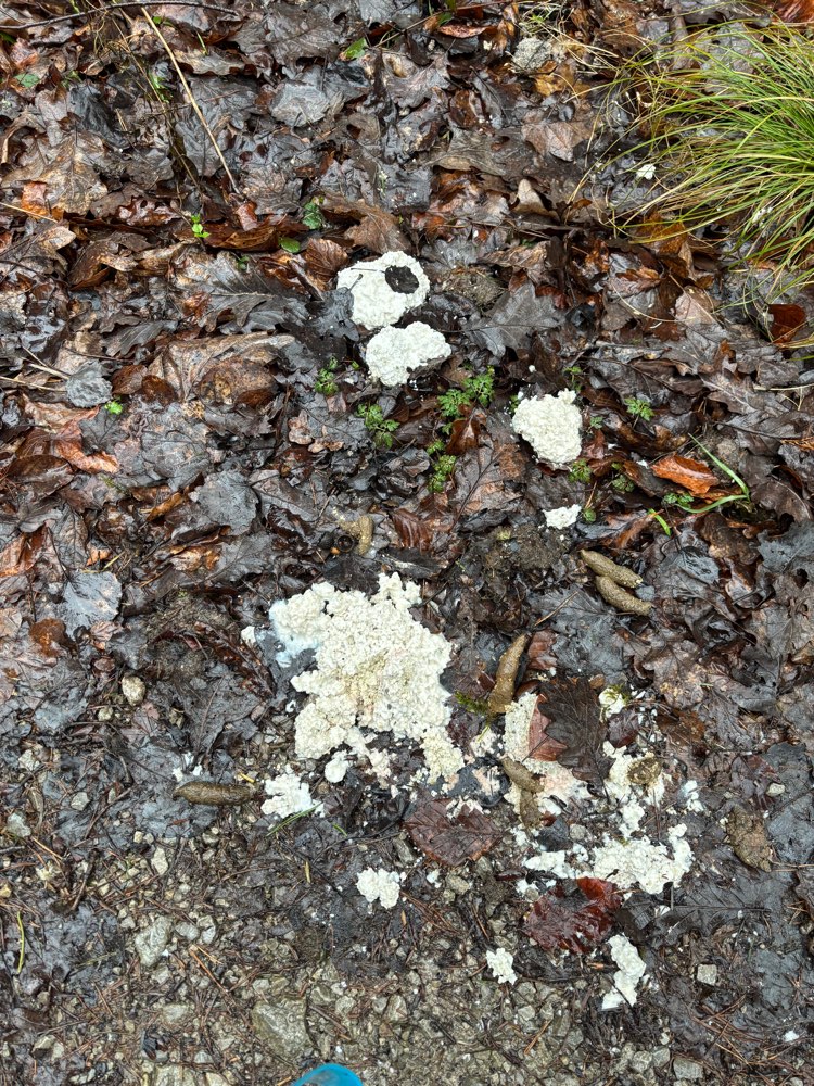 Giftköder-Achtung!! Weise Häufchen in Winzenweiler-Profilbild