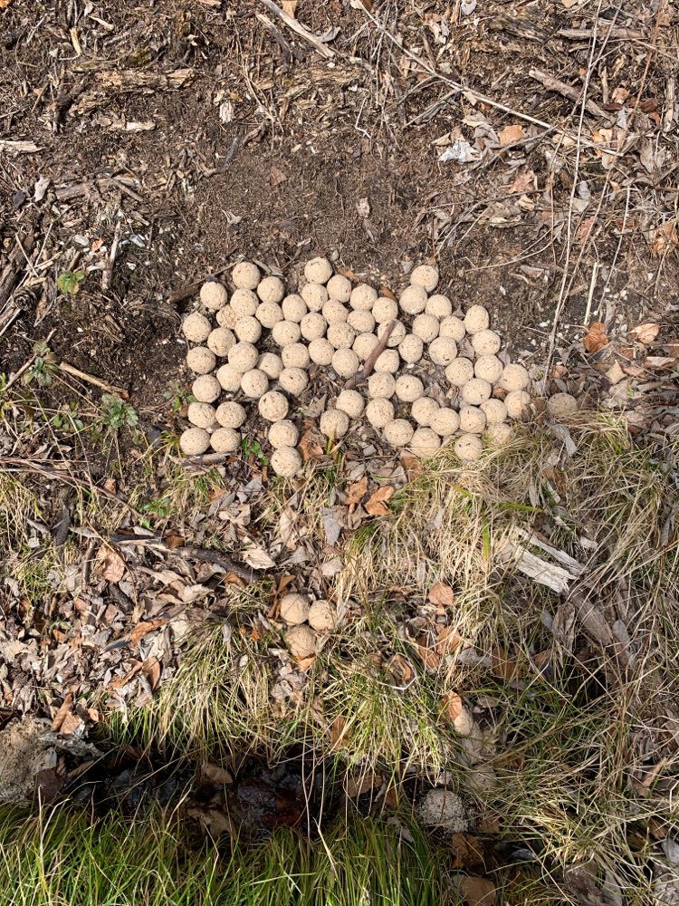 Giftköder-Giftköder-Profilbild