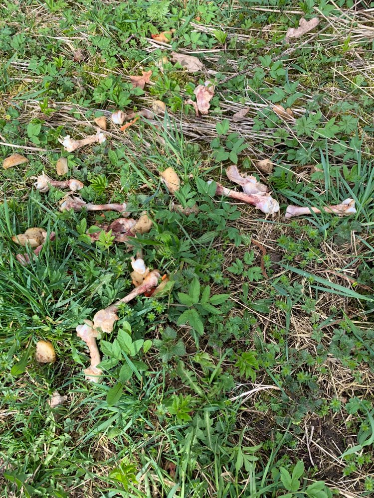 Giftköder-Achtung! Knochen-Profilbild