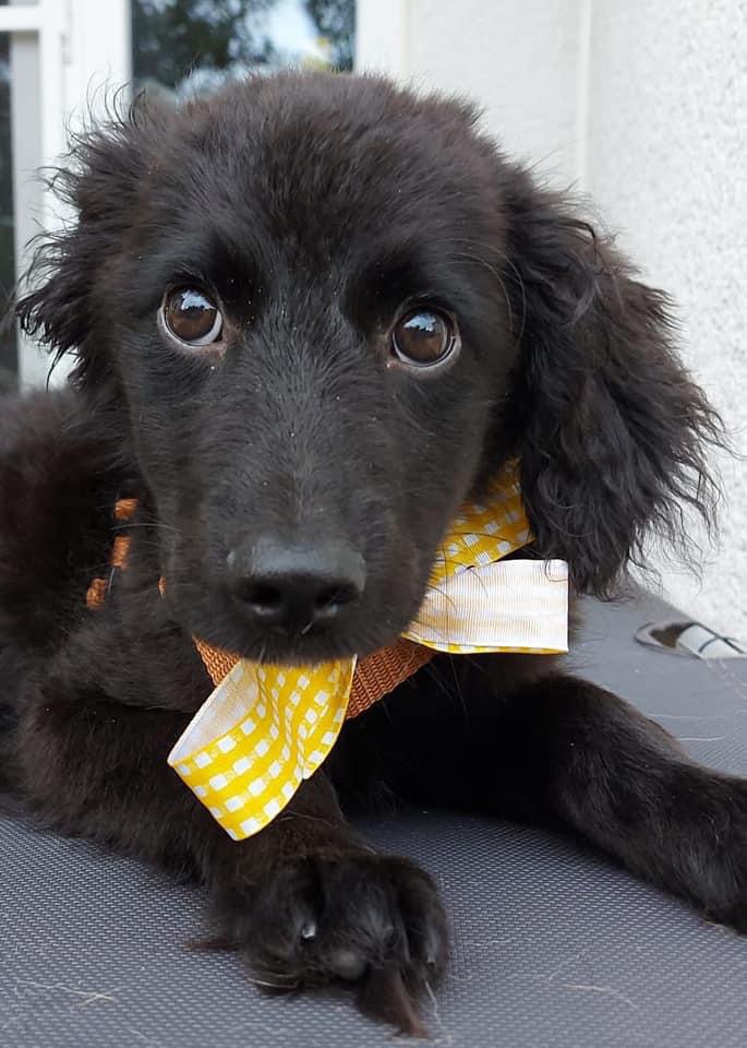 Hundetreffen-Welpentreffen-Profilbild