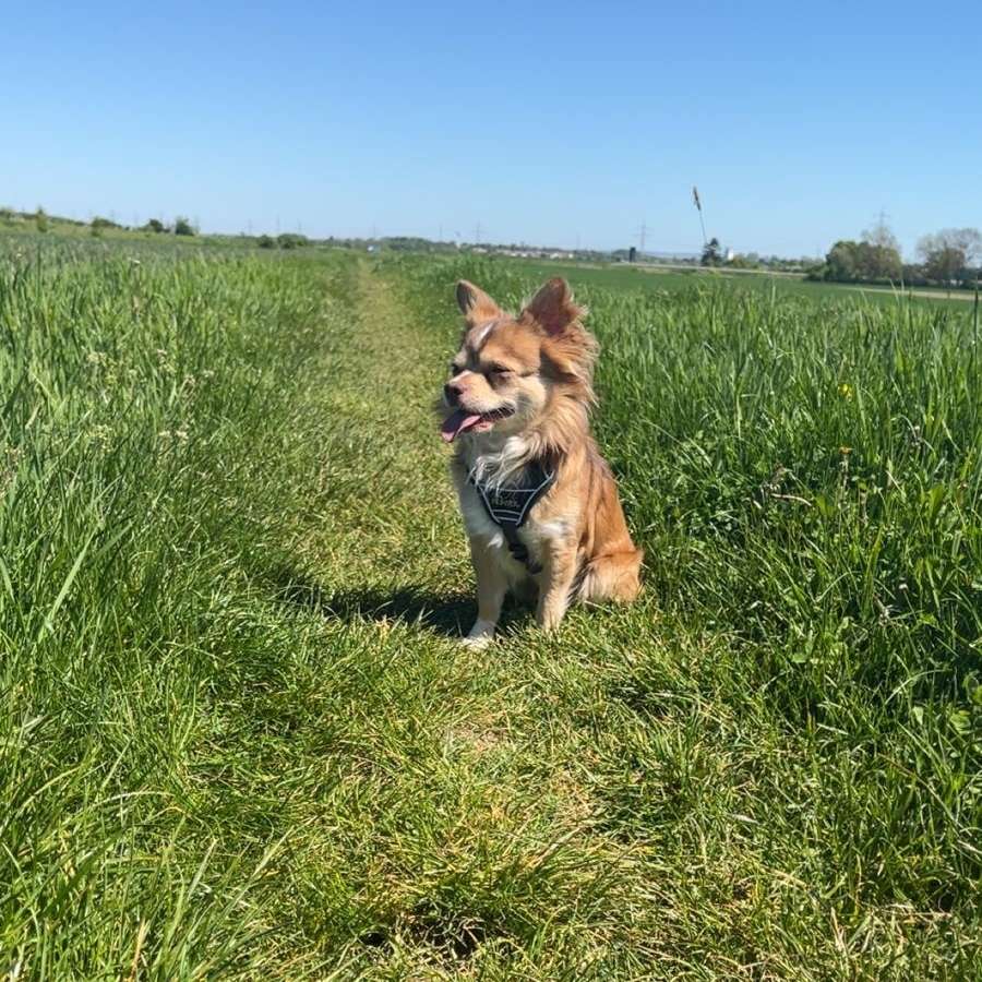 Hundetreffen-Auf der suche nach neuen Hundefreunden🌸-Profilbild