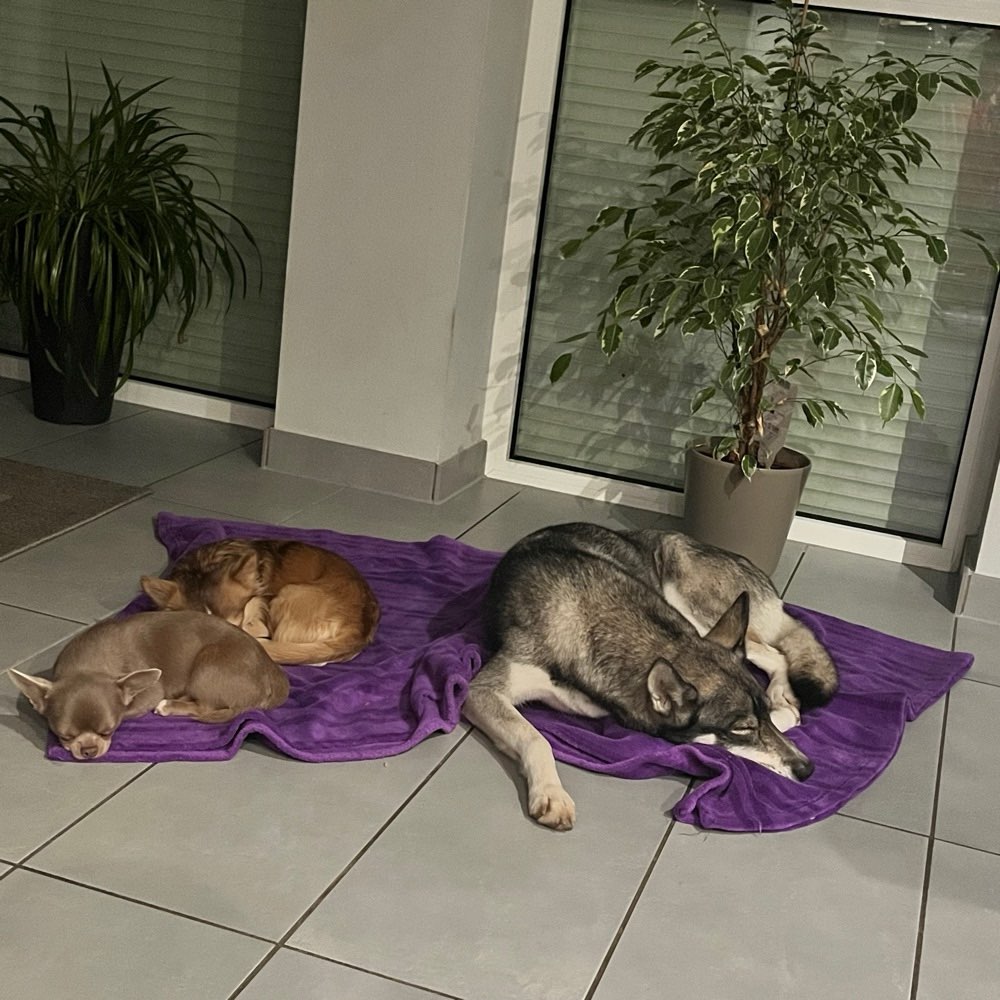 Hundetreffen-Spazieren eventuell auch spielen & trainieren-Profilbild