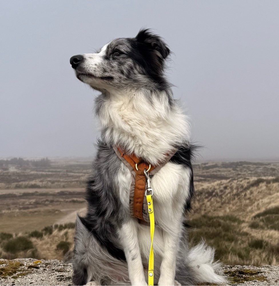 Hundetreffen-Spazier und Trainingskumpel:in😉-Profilbild