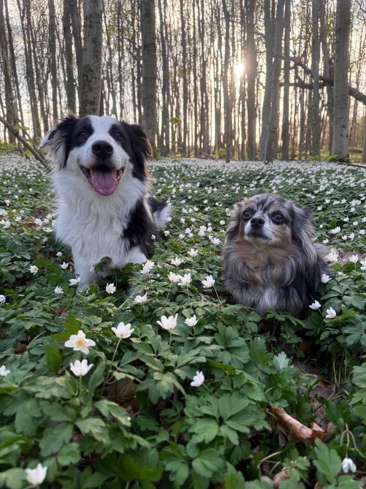 Hundetreffen-Gemeinsame Gassirunden regelmäßig-Profilbild