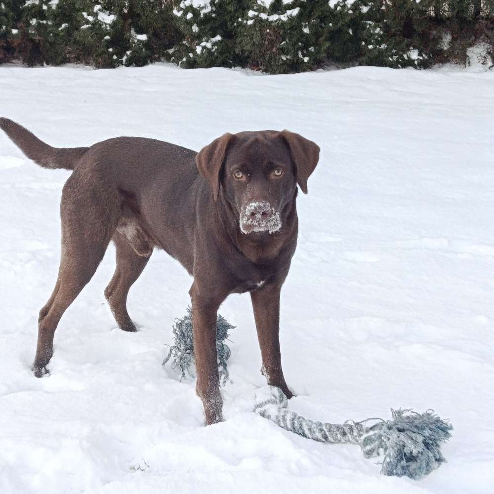 Hundetreffen-Gemütliche Gassirunden-Profilbild