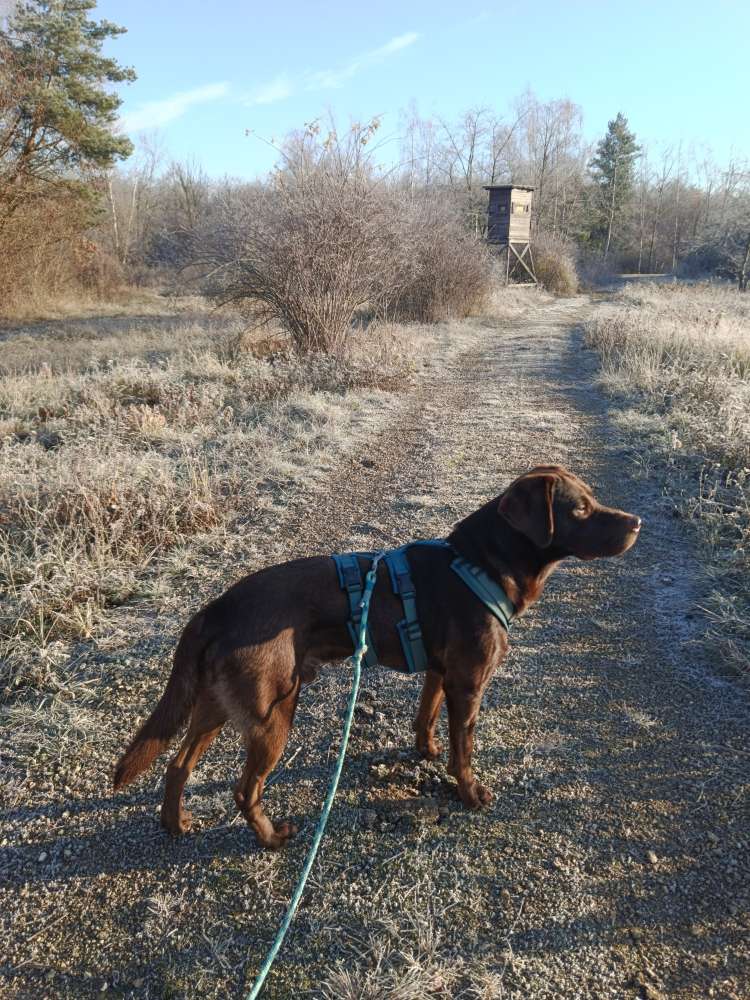 Hundetreffen-Gemütliche Gassirunden-Profilbild