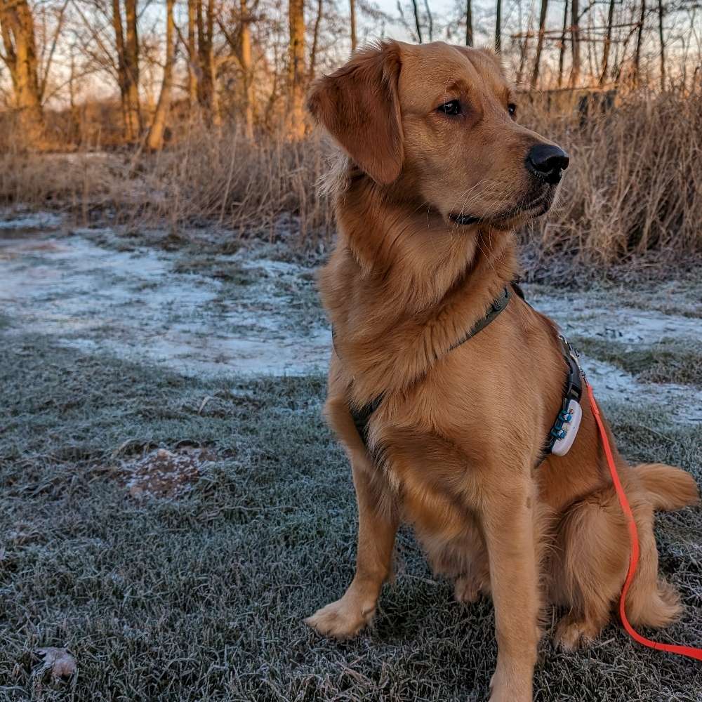 Hundetreffen-Training Hundebegegnungen-Profilbild