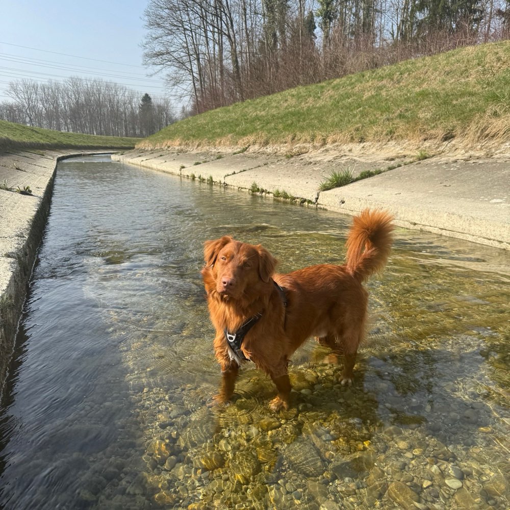 Hundetreffen-Gemeinsamer Spaziergang-Profilbild