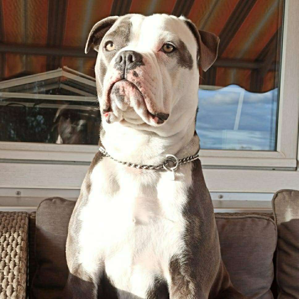 Hundetreffen-Treffen-Profilbild