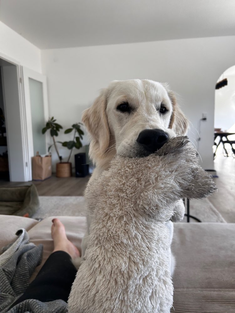 Hundetreffen-Spielkamerad/Gassipartner gesucht-Profilbild