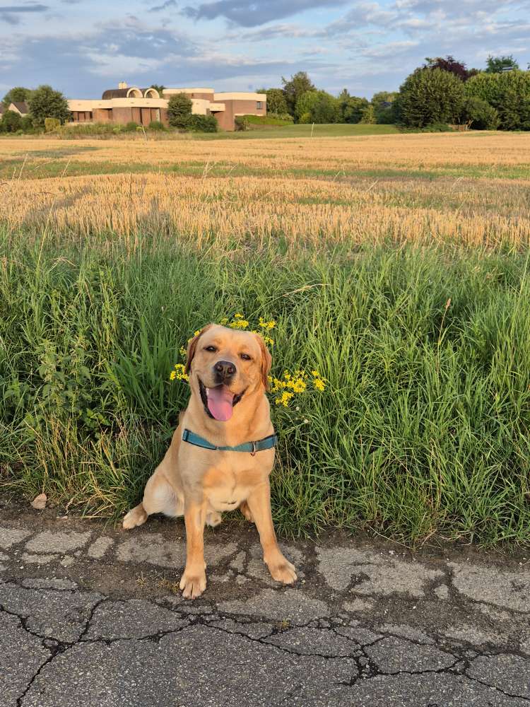 Hundetreffen-Gassi und spieltreffen-Profilbild