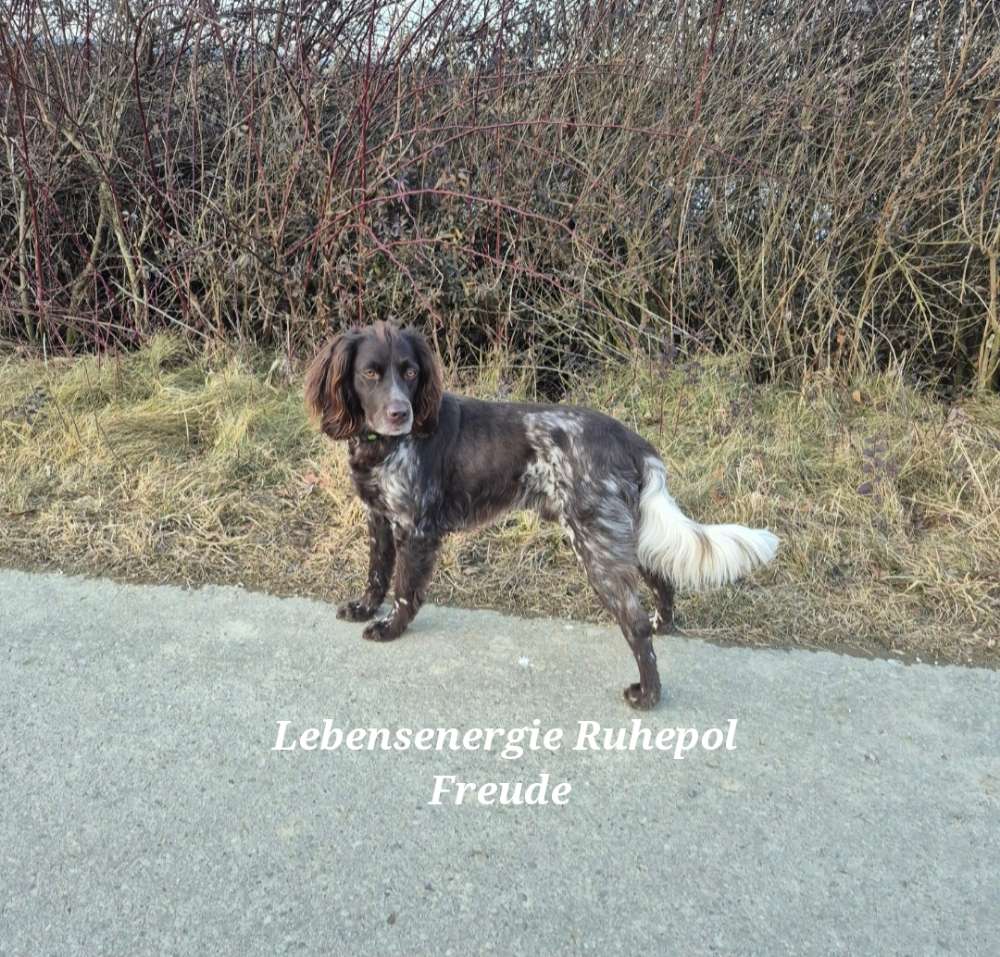 Hundetreffen-Gassifreunde-Profilbild